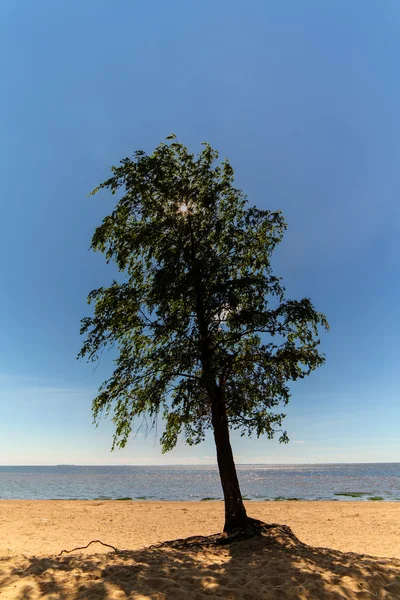 Lonely tree on the beach — Stock Photo, Image