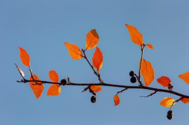 Sonbahar şube aronia çilek ile