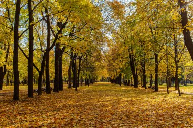 Parktaki sonbahar sokağı