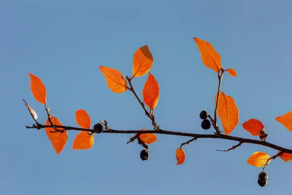 Branche d'automne aronia avec des baies — Photo