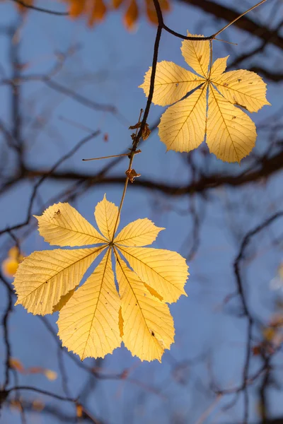 Feuilles de châtaignier contre le ciel — Photo