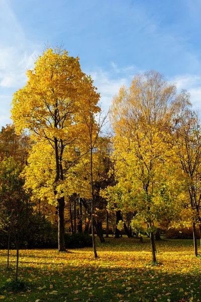 Sunny krajina s podzimní stromy — Stock fotografie
