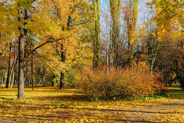 Zonnige landschap in het park — Stockfoto