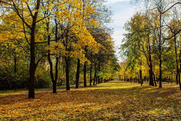 Landschaft mit abgefallenen Blättern — Stockfoto