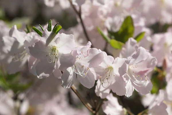 Rhododendron perto na primavera — Fotografia de Stock