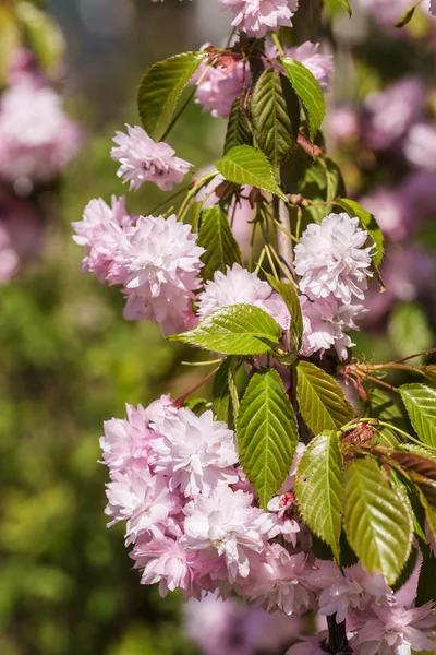 Ramo di fiori di ciliegio — Foto Stock