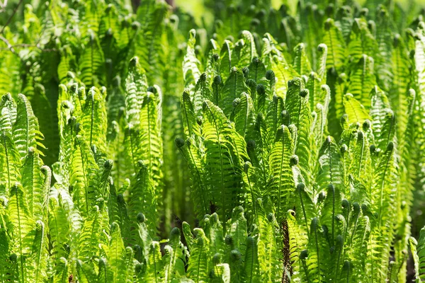 Sfondo di foglie di felce verde — Foto Stock