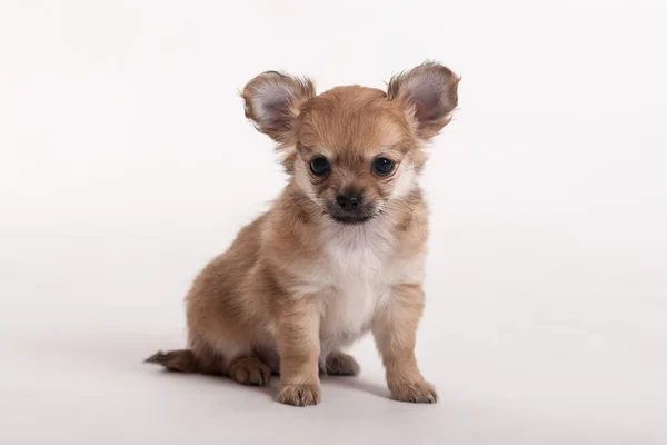 Chihuahua valp på vit bakgrund — Stockfoto