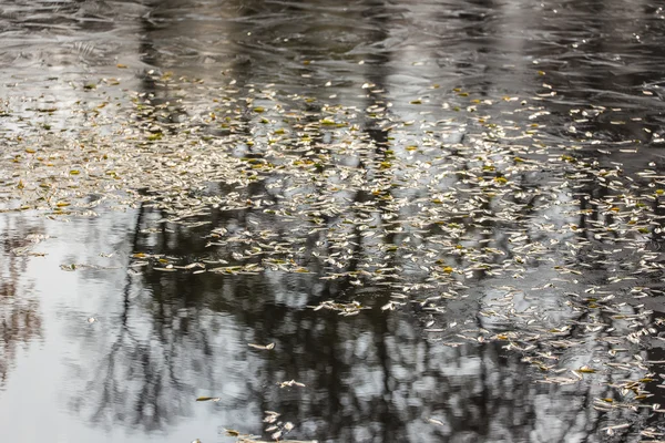 Feuilles d'automne dans l'eau — Photo