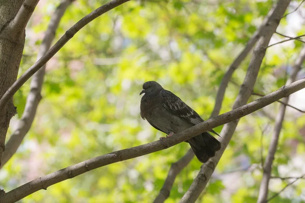 Pigeon au printemps — Photo