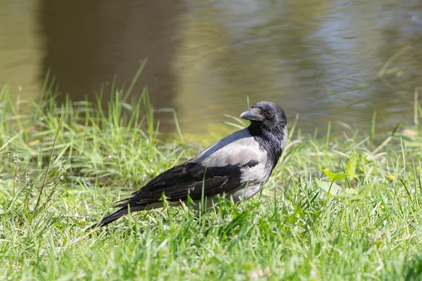 Portrait of a crow — Stock Photo, Image