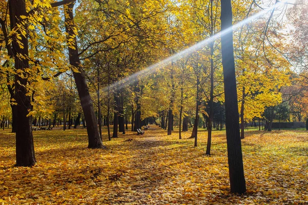 秋の日光 — ストック写真