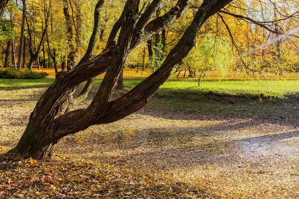 Paisaje en el parque de otoño —  Fotos de Stock