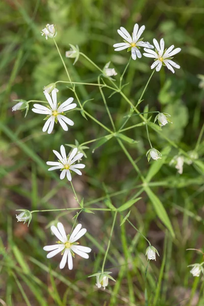 Chickweed yaz çim — Stok fotoğraf