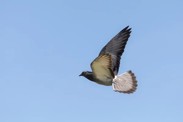 Portrét holubice v letu — Stock fotografie