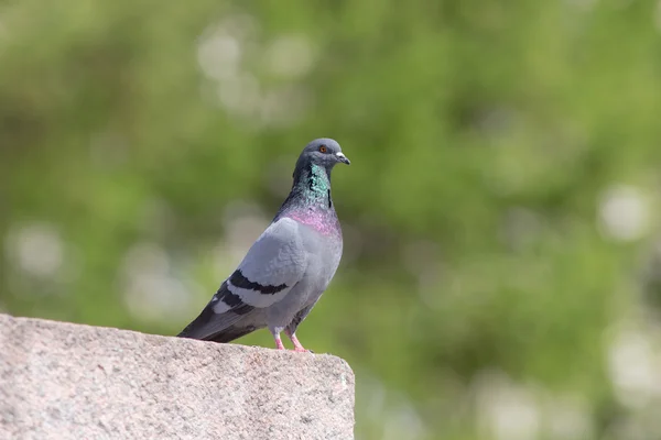 Pigeon on a stone — Stock Photo, Image