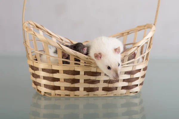 Rats dans un panier gros plan — Photo