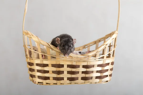 Ratas domésticas en una cesta —  Fotos de Stock