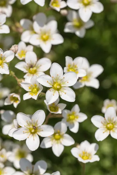 Saxifragem de floração branca — Fotografia de Stock