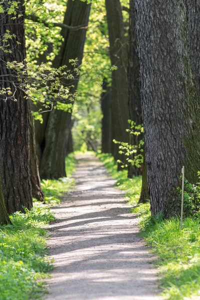 Path in the park — Stock Photo, Image