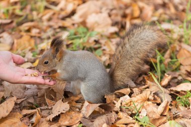 Sincap fındık yiyor.