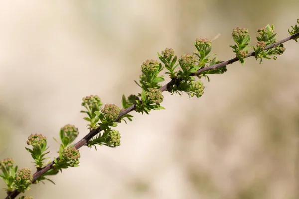 Tavaszi közelről spirea — Stock Fotó