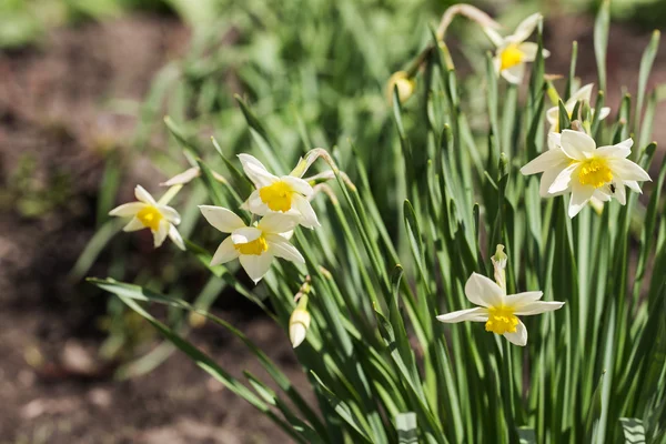 Narcisos blancos florecientes —  Fotos de Stock