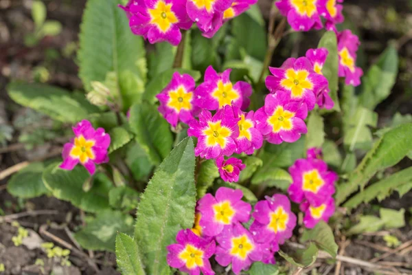 Fioletowy wiesiołka w dzień wiosny — Zdjęcie stockowe