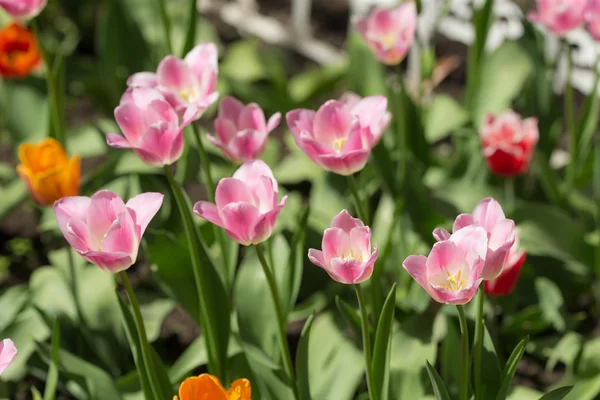 Tulipani rosa in primavera — Foto Stock