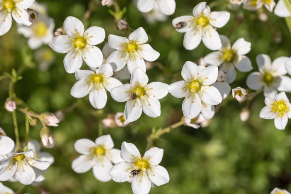 Saxifrage in primavera primo piano — Foto Stock