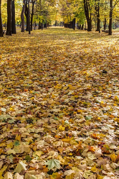 Fallna löv på hösten — Stockfoto