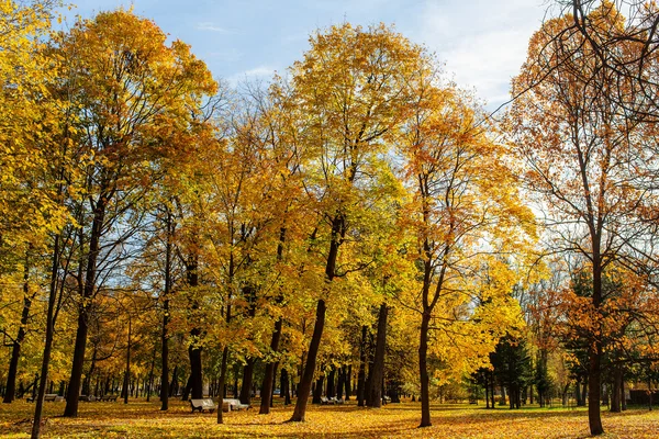 Paesaggio con foglie gialle cadute — Foto Stock