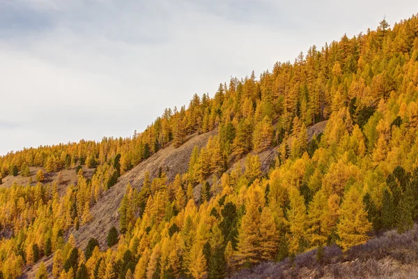 Hillside in autumn — Stock Photo, Image