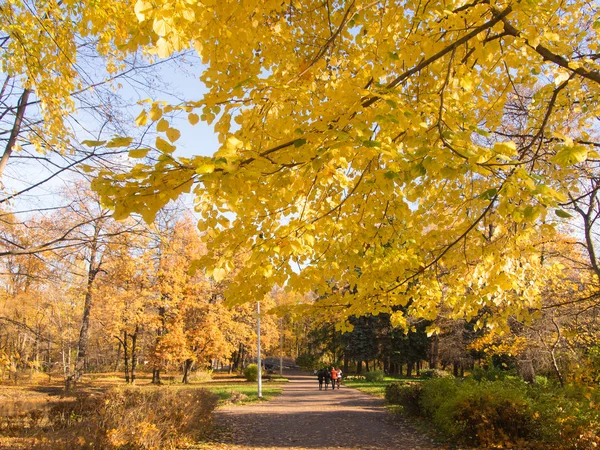 Sentier pédestre dans le parc d'automne — Photo