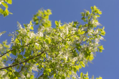 çiçek açan kuş kiraz