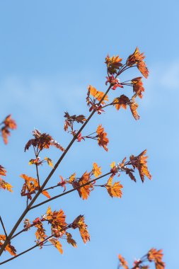 akçaağaç şube bahar