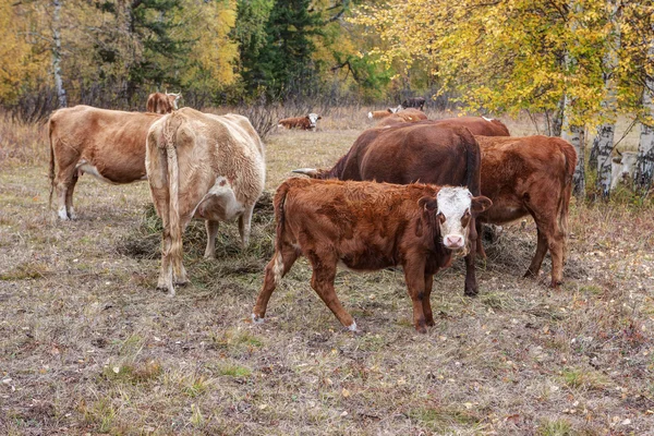 Mandria di vacche — Foto Stock