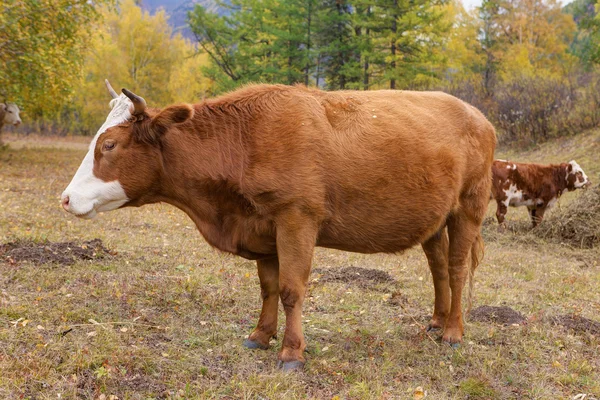 Brown cow in autumn — Stock Photo, Image