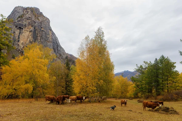 Herd of cows in the autumn meadow — Stock Photo, Image