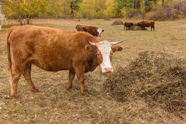 Коровы на осеннем лугу — стоковое фото