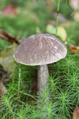 kahverengi kap çörek