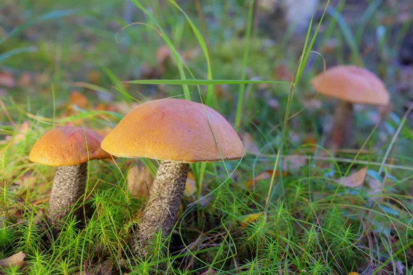 Three orange-cap boletus in the grass — Stock Photo, Image