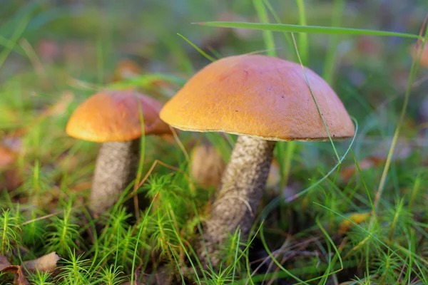 Two orange-cap boletus in the grass — Stock Photo, Image