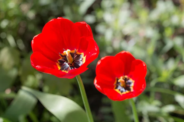 Tulipani rossi da vicino — Foto Stock