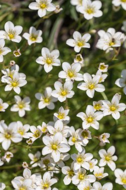 çiçekli saxifrage bahar