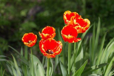 kırmızı ve sarı laleler