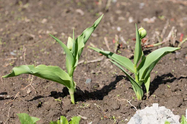 Duas tulipas verdes — Fotografia de Stock