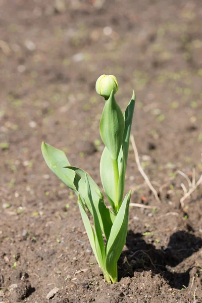 Zielony tulipan na wiosnę — Zdjęcie stockowe