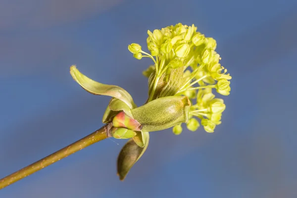 Blossoming maple closeup — Stock Photo, Image