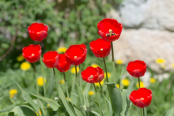 Tulipas vermelhas na primavera — Fotografia de Stock